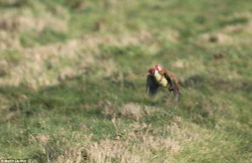 Weasel,بەوەرز,مشکە خۆرە