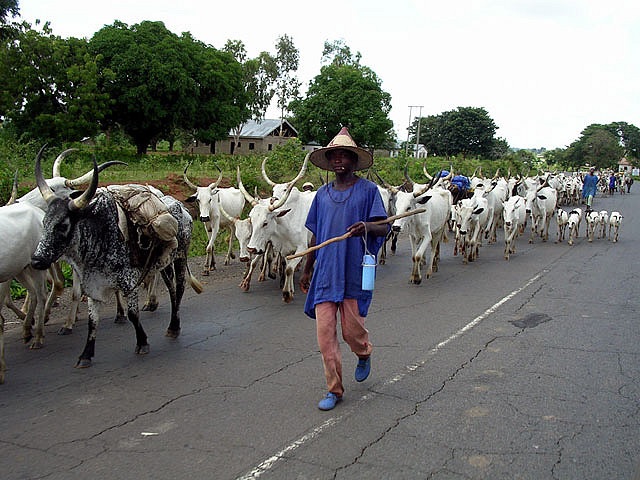 South-East traditional rulers favour cattle ranches to curb farmers/herdsmen clashes
