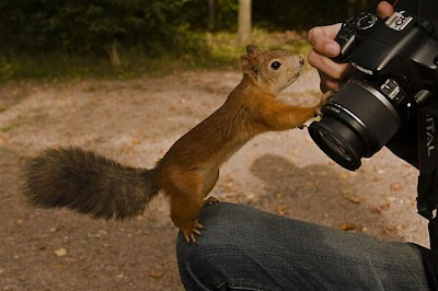 Animal With Camera Seen On www.coolpicturegallery.us