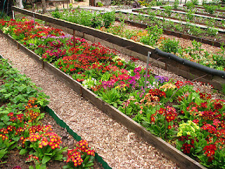 seedlings of primroses