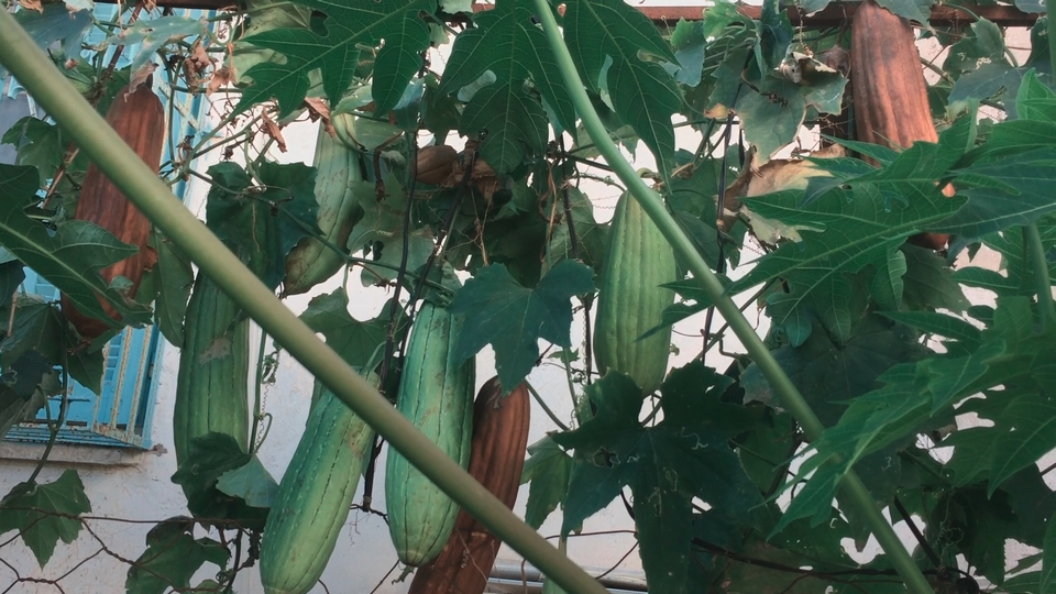 Luffa gourds are grown primarily for their fibrous tissue skeleton, which is commonly used as a bath or sauna sponge