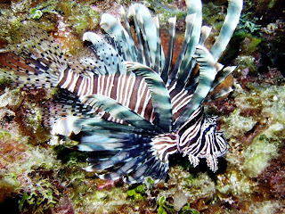 lion fish animal lionfish wallpaper