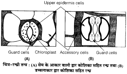 Solutions Class 11 जीव विज्ञान Chapter-6 (पुष्पी पादपों का शारीर)