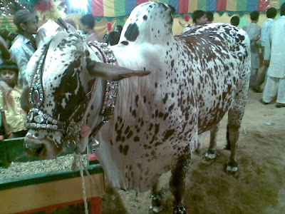 Cows in the market for this Eid-ul-Azha