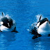 Orca (Orcinus orca)