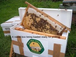 commercial bee hive prepared for postage