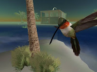 second life animal pictures - humming bird