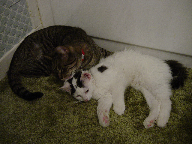 Two cats making love