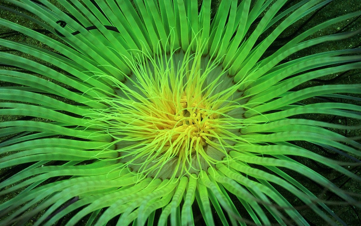 Green Plant in Sea Widescreen HD Wallpaper