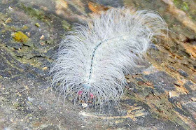 white caterpillar with red legs