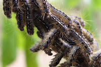 frozen caterpillars