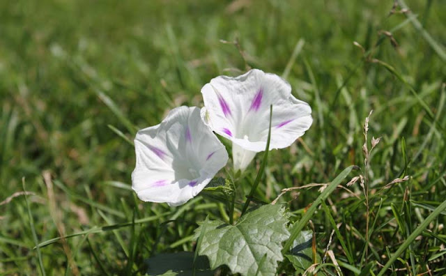 Morning Glory Flowers Pictures