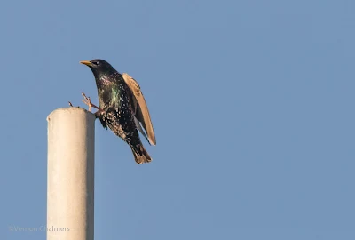 Canon EOS 7D Mark II / 400mm Lens (Wide Zone AF for Birds in Flight)