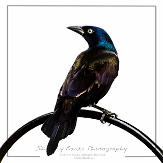 Common Grackle. Copyright © Shelley Banks, all rights reserved