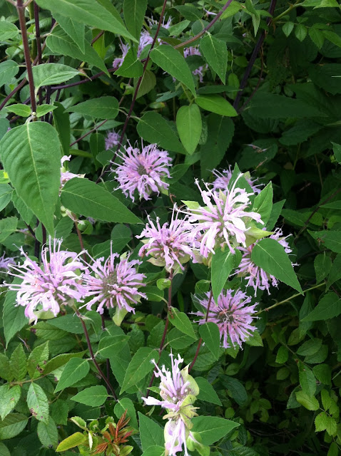 Hiking in Jersey on Darling Cashmere