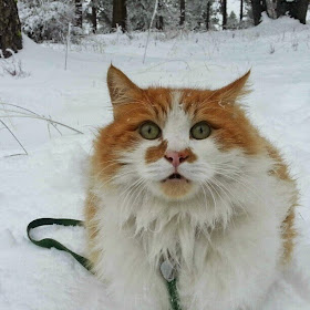 Funny cats - part 96 (40 pics + 10 gifs), cat pictures, cat in the snow