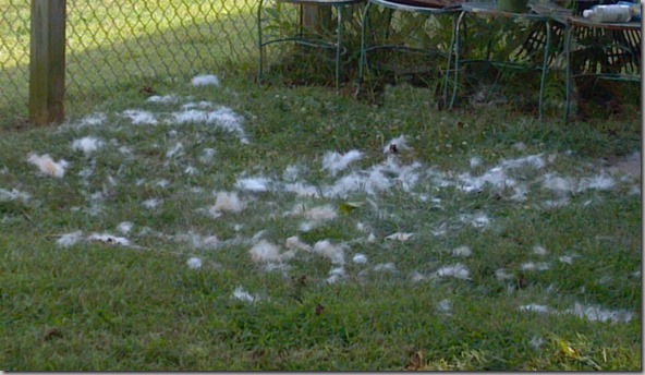 fur