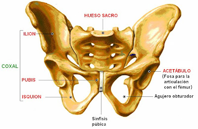 huesos de la cintura pelviana