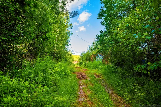 Грунтовая дорога среди зарослей