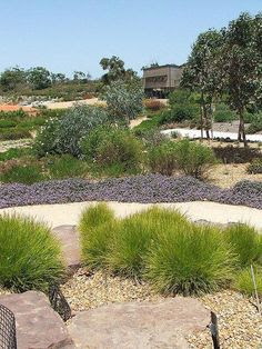 Australian Native Garden Landscapes - Buddy Blog Ideas