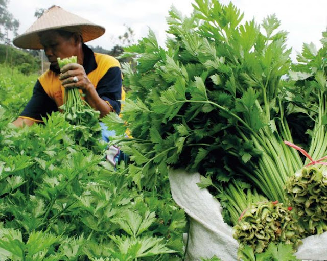 Cara Menanam Seledri dengan Mudah di Rumah Solusi Menarik