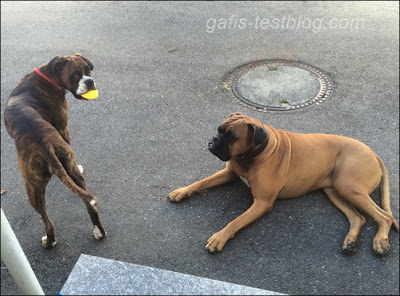 Boxer- Amy und Elvis im Hof