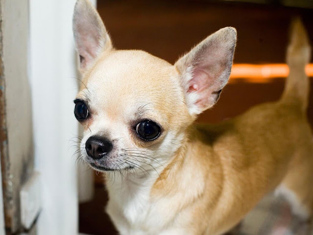 Chihuahua