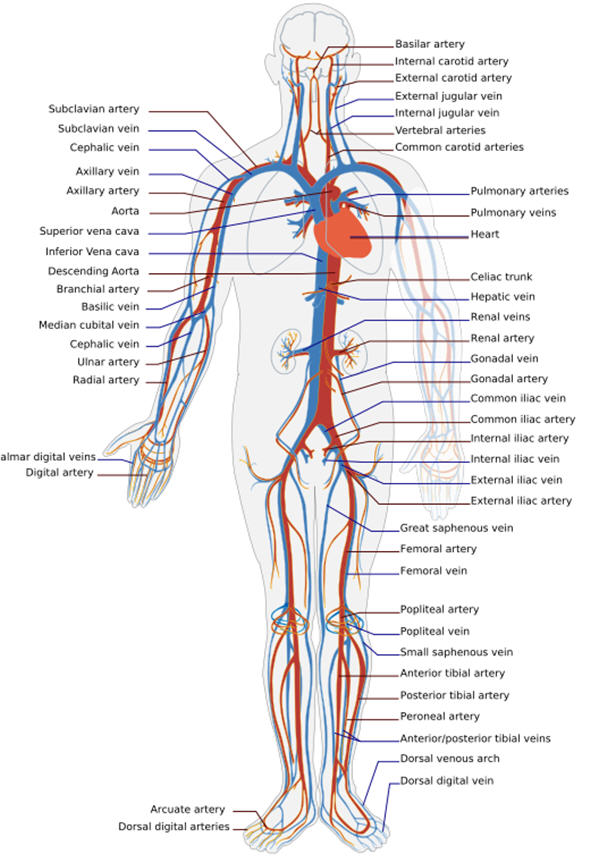 human circulatory system heart. human circulatory system heart