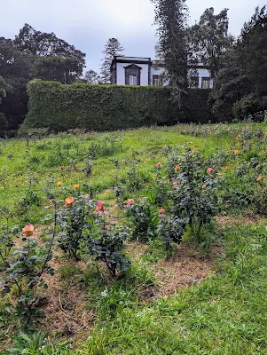 Wild rose garden at Jardim Botânico José do Canto in Ponta Delgada