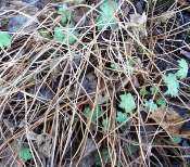 untidy geraniums in border