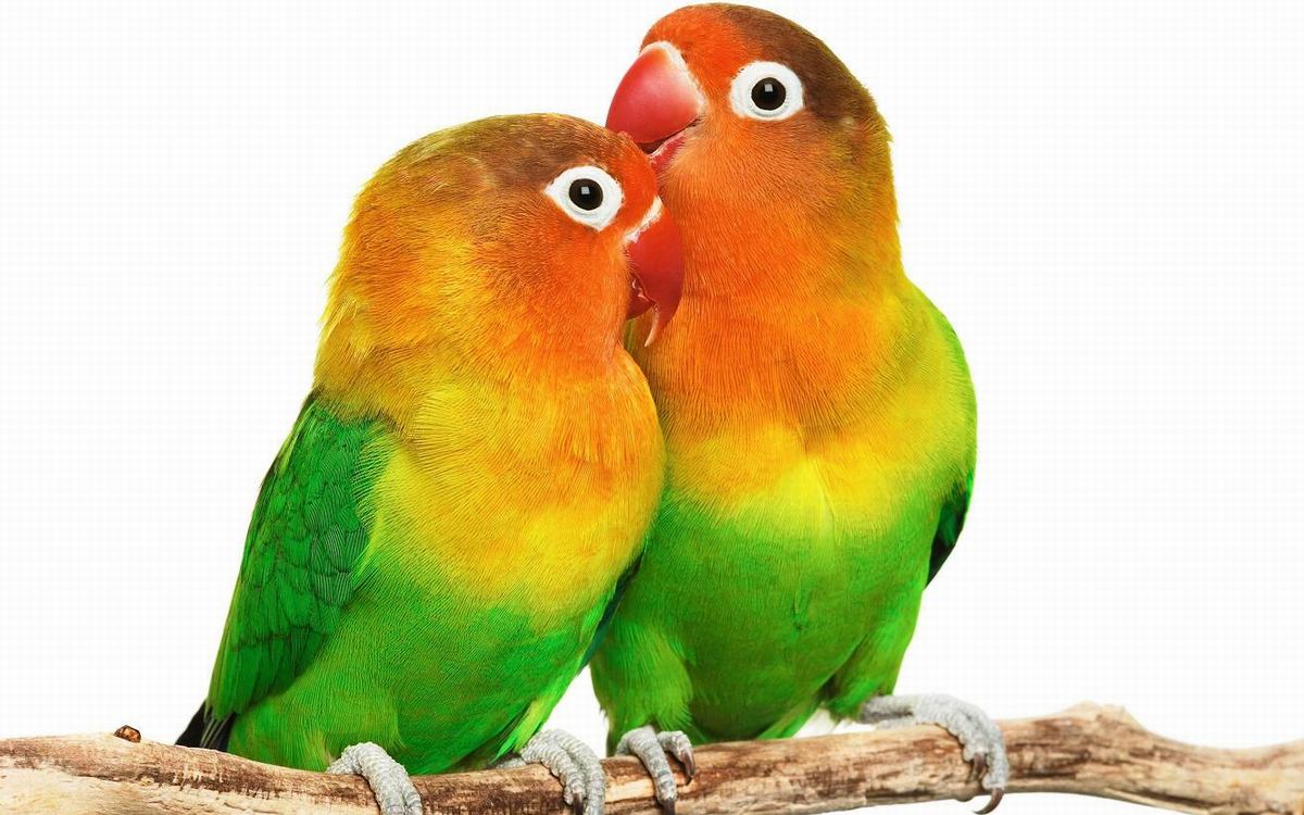 Gambar Wallpaper Burung Lovebird Wallpaper HQ Collections