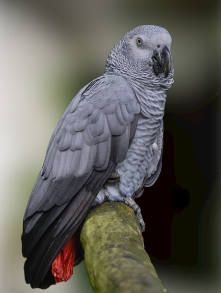 African grey parrot(talking parrot)