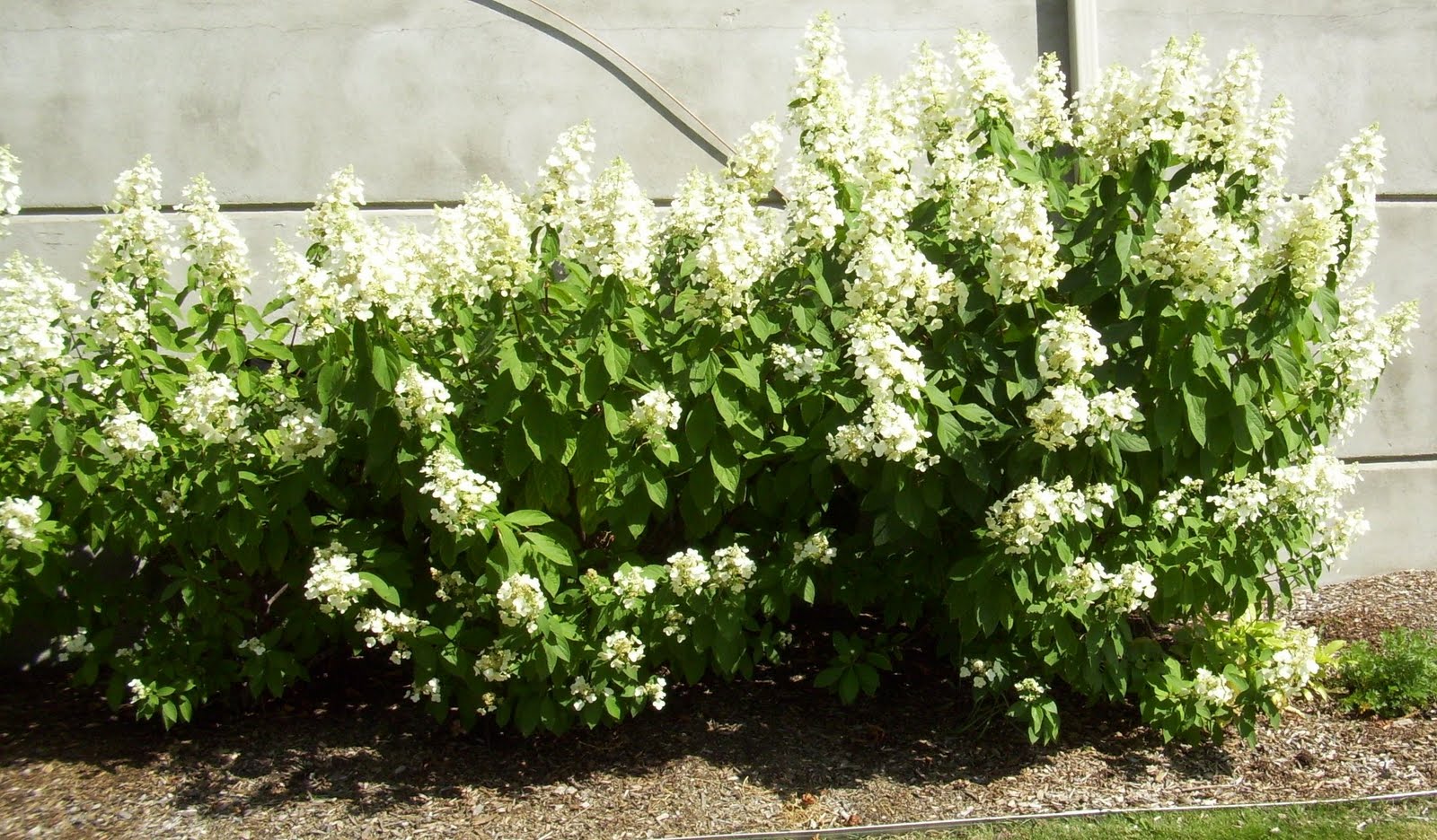 How To Plant Hydrangeas