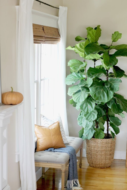 Fiddle Leaf Fig (Ficus Lyrata)