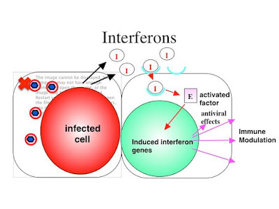 InterFeron