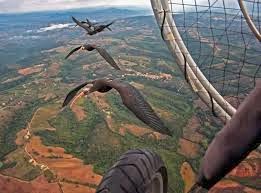 http://www.standard.net/stories/2014/01/15/study-shows-birds-flying-formation-flap-together