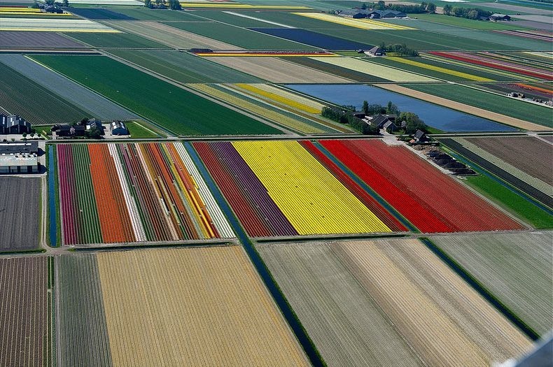 tulip-field-4