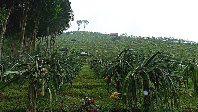 Wisata Jolong 2 Bukit Naga Pati