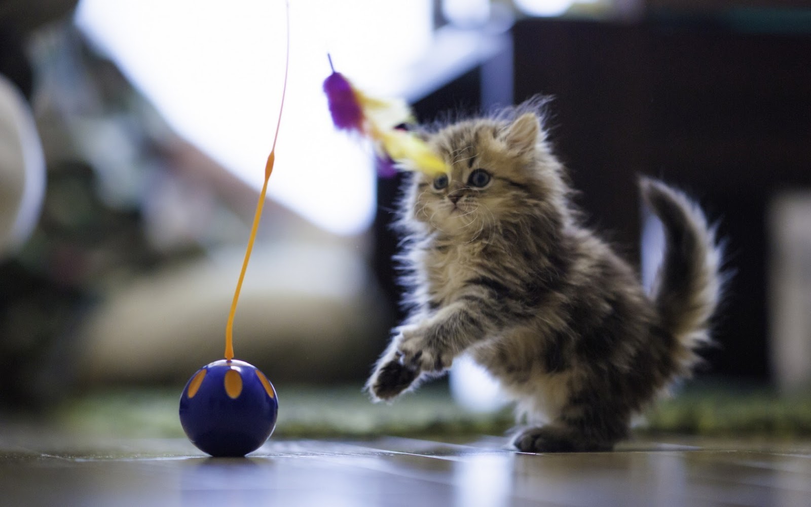 6 Foto Lucu Anak Kucing Sedang Bermain Info Terkini