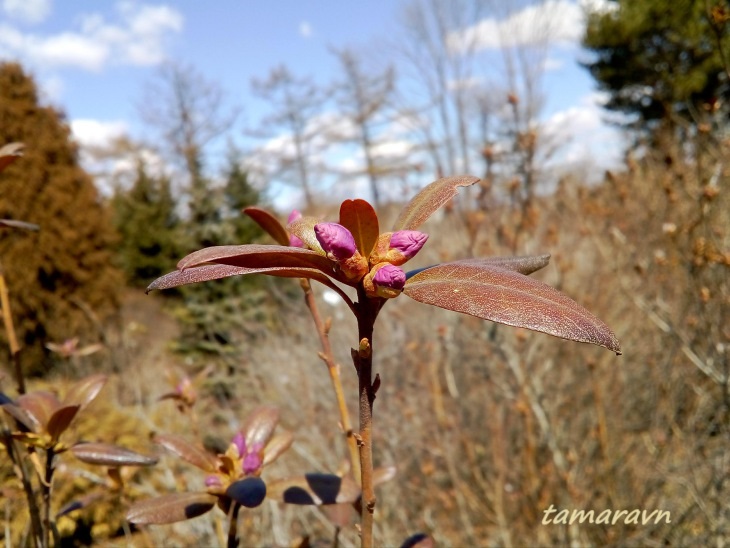 Рододендрон остроконечный (Rhododendron mucronulatum)