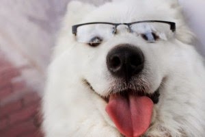 cho-samoyed