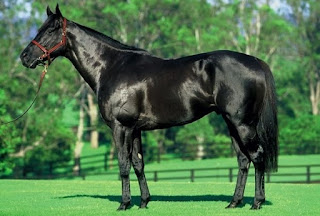 Double gène EE chez un cheval noir homozygote.