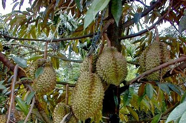 Cara Budidaya Durian Unggul