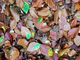 Beech leaves on the ground on Hayes Common, 27 October 2015.