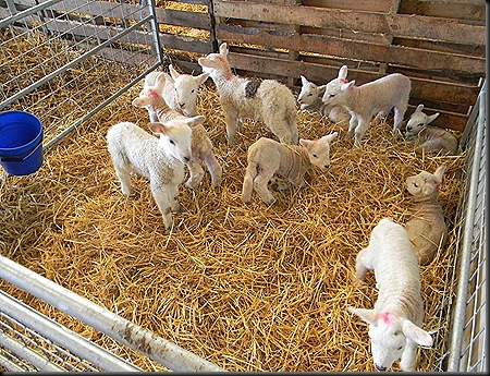 lambs 018