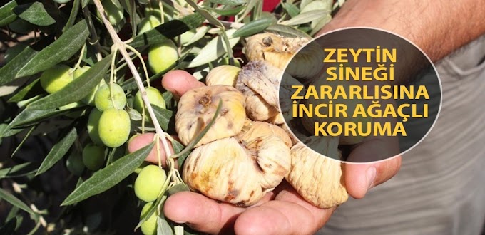 ZEYTİNLİKTE İNCİR AĞACI NEDEN OLURMUŞ ÖĞRENELİM.