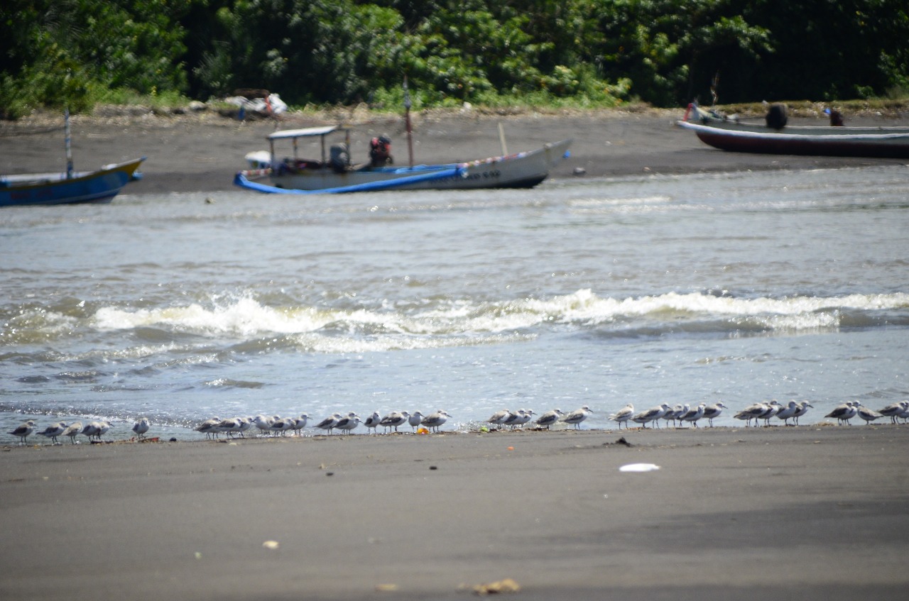 kedidi putih, burung gajahan, gajahan, pantai jember, cerek jawa, arktik, trinil, kedidi, benua arktik, dara laut, arktika, tledekan laut, remetuk laut, tledekan laut betina, elang wbse, remetuk laut jantan, benua artik, tledekan laut jantan