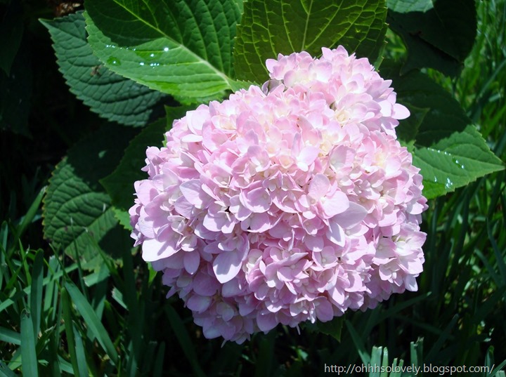 pink hydrangea