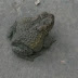 Toad