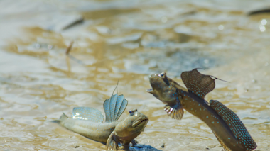 ESTOS PECES PUEDEN RESPIRAR FUERA DEL AGUA